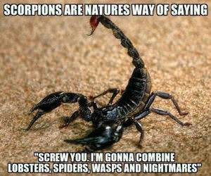 Scorpions funny picture