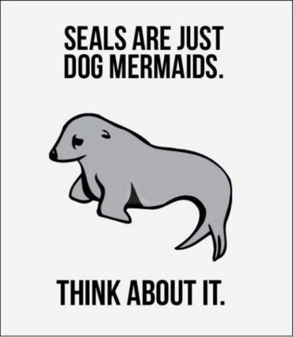Seals funny picture
