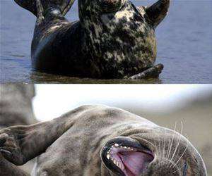 seals laughing funny picture