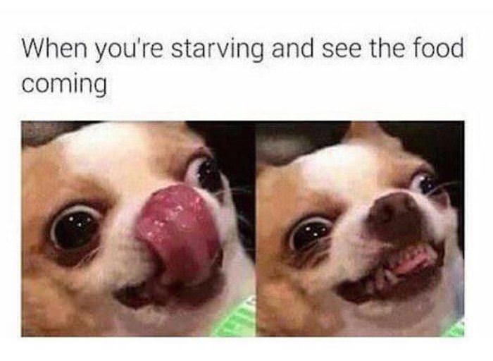 see the food coming funny picture