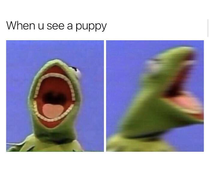 seeing a puppy