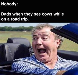 seeing cows