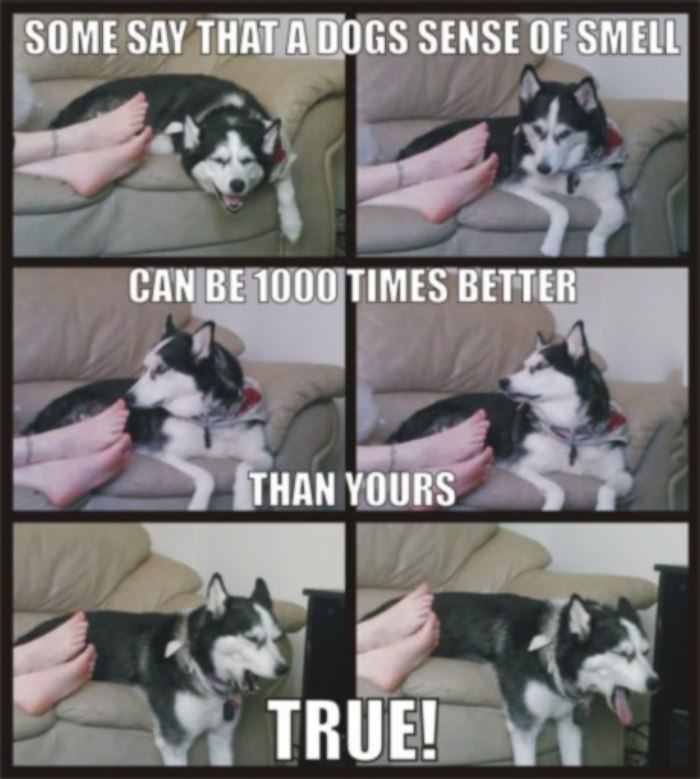 sense of smell funny picture