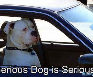 A Serious Dog funny picture