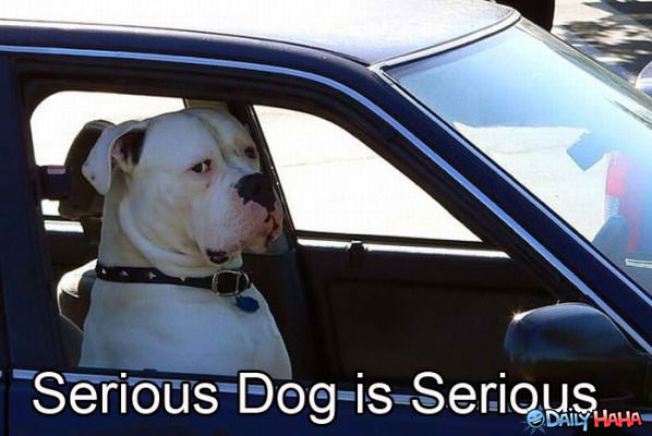 A Serious Dog funny picture