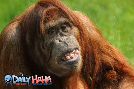 Sexy Monkey