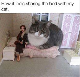 sharing a bed with the cat