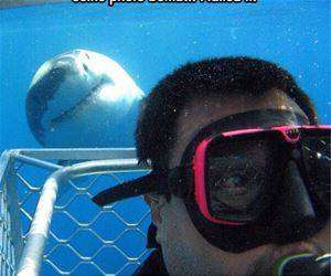 shark selfie photobomb funny picture