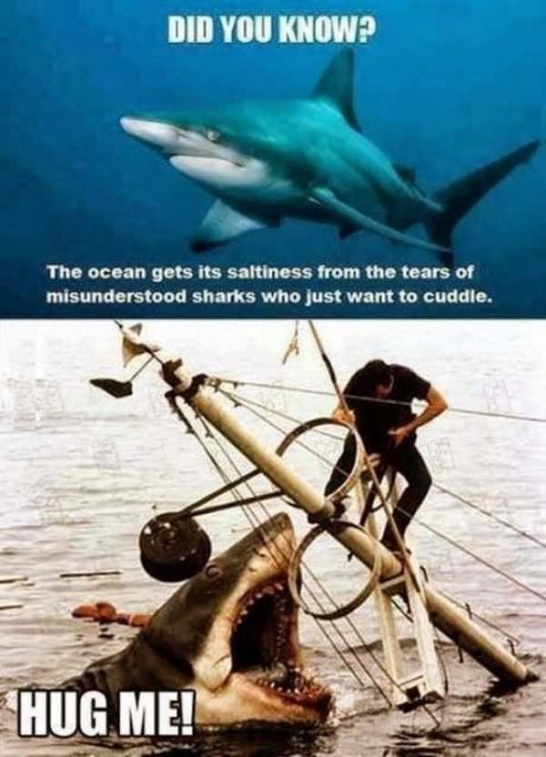 sharks are misunderstood funny picture