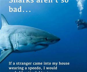 sharks arent so bad funny picture