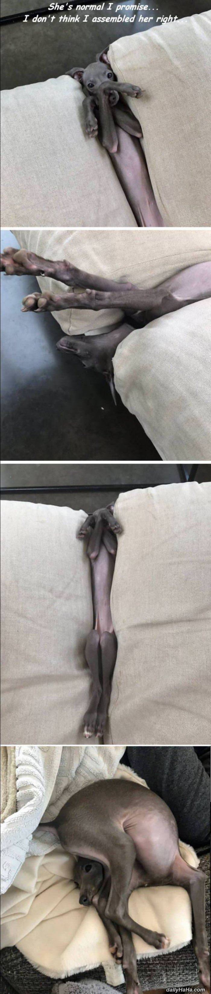 she is normal i promise funny picture