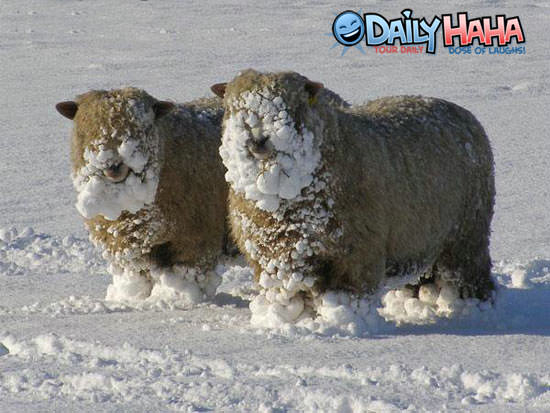 Cold Sheep