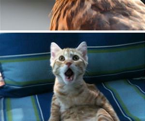 shocked animals funny picture
