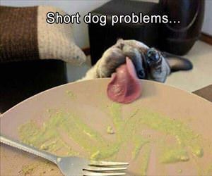 short dog problems