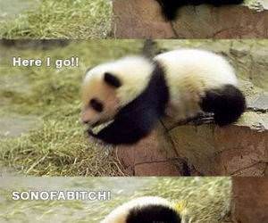 Panda Drop Off funny picture