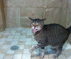 Shower Cat funny picture