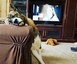 silly boy falls asleep anywhere funny picture