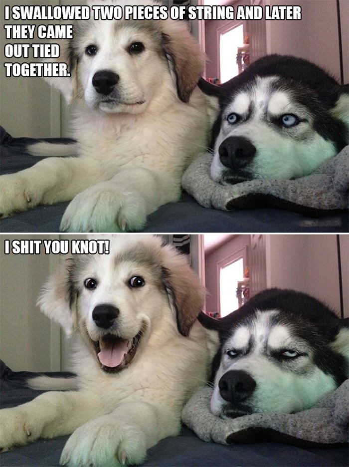 silly pun knot funny picture