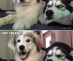 silly pun knot funny picture