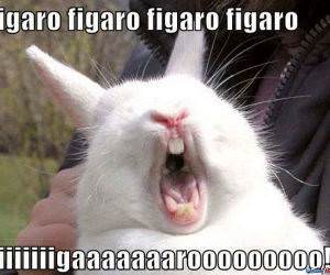 Bunny Tunes funny picture