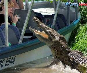 Alligator Watchers Funny Pic