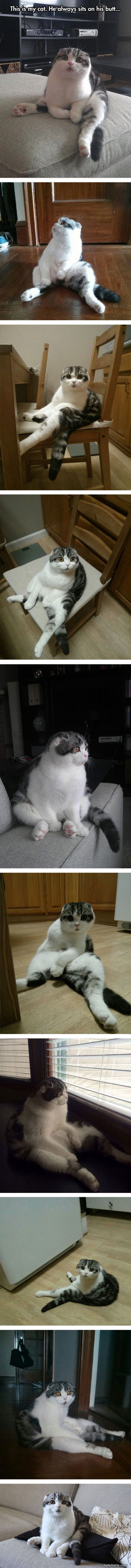 sits on his butt funny picture