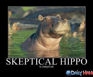 Skeptical Hippo funny picture