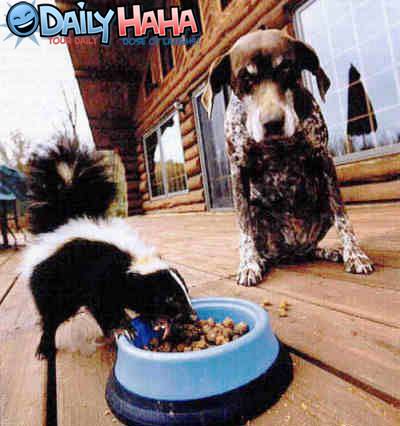 Skunk Food