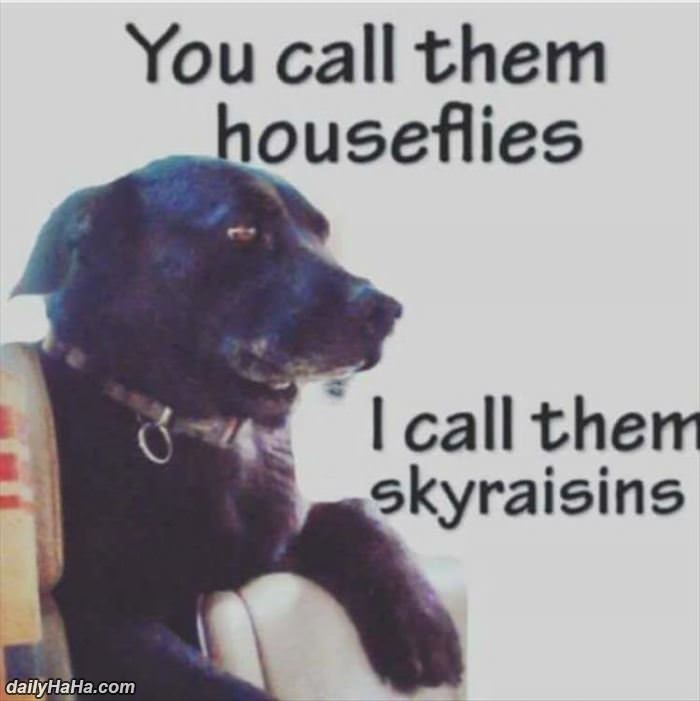 sky raisins funny picture