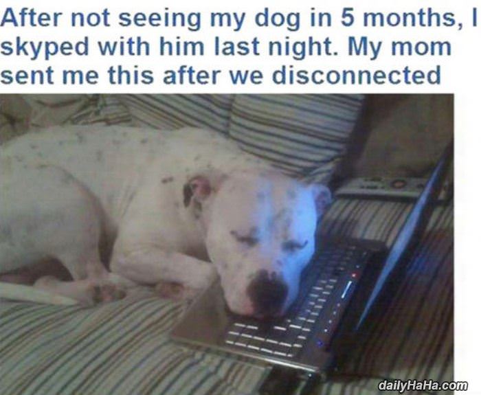 skyped my dog funny picture