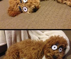 sleeping pet cartoon funny picture