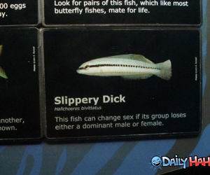 Slippery Dick funny picture