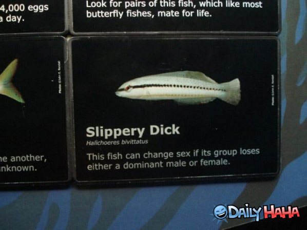 Slippery Dick funny picture