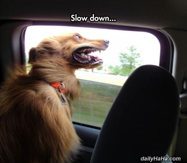 sloowww down funny picture