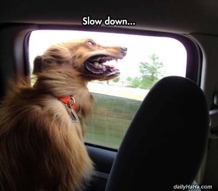 sloowww down funny picture