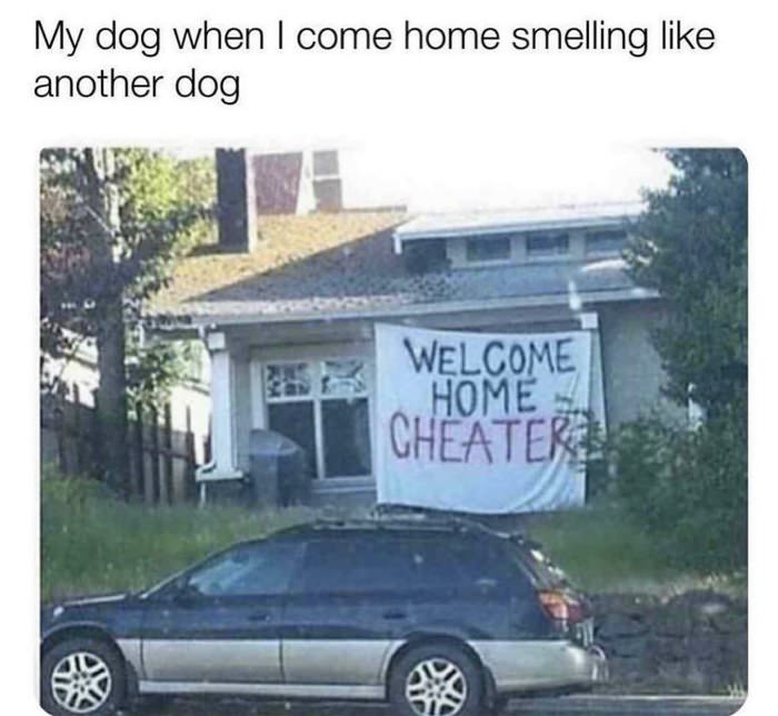 smelling like another dog ... 2