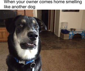 smelling like another dog funny picture