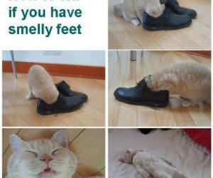 Smelly Feet Test
