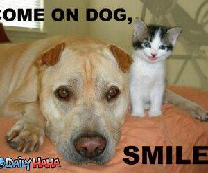Smile Dog funny picture