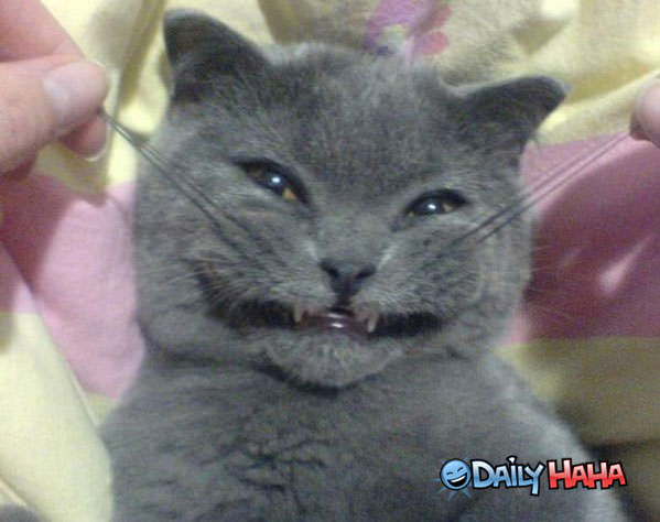 Smiley Cat funny picture