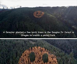 smiley face forest
