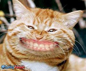 Cat Smiling Huge