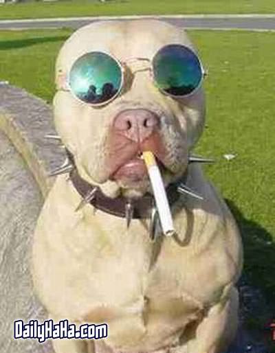 Dog Smoking