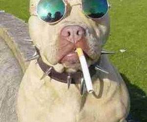 Dog Smoking