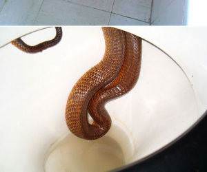 Toilet Snake funny picture
