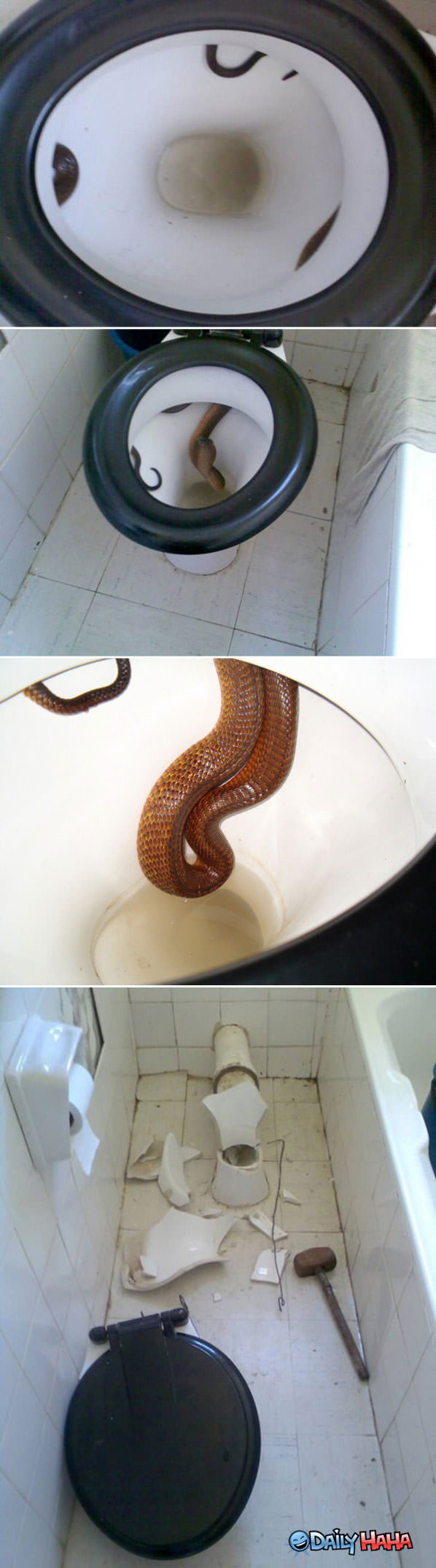 Toilet Snake funny picture