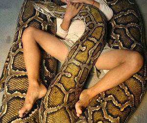 snake bed