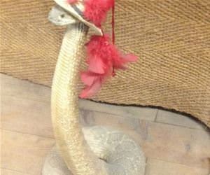 snakes in hats funny picture
