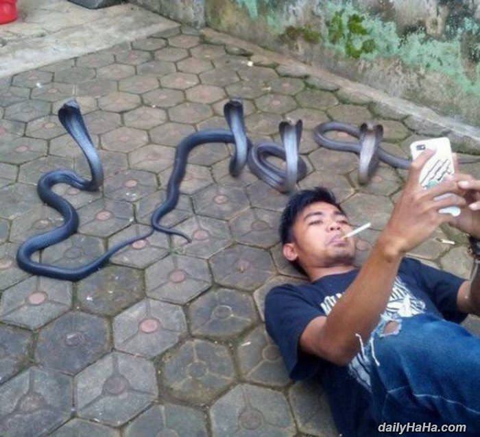 snakes posing for the photo funny picture