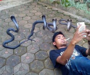 snakes posing for the photo funny picture
